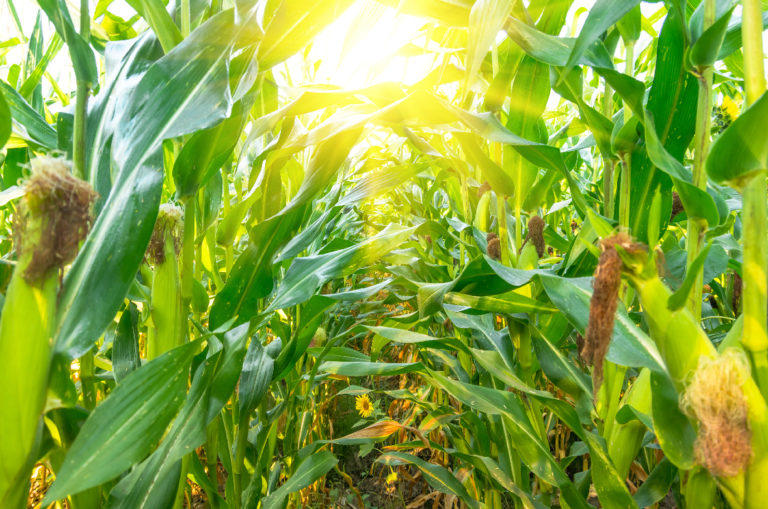 Mercalli: "Salvare il pianeta con le tecnologie che già ci sono, ecco come"