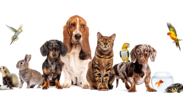 sinac; Addio alla sperimentazione sugli animali: ecco le tecnologie e la roadmap