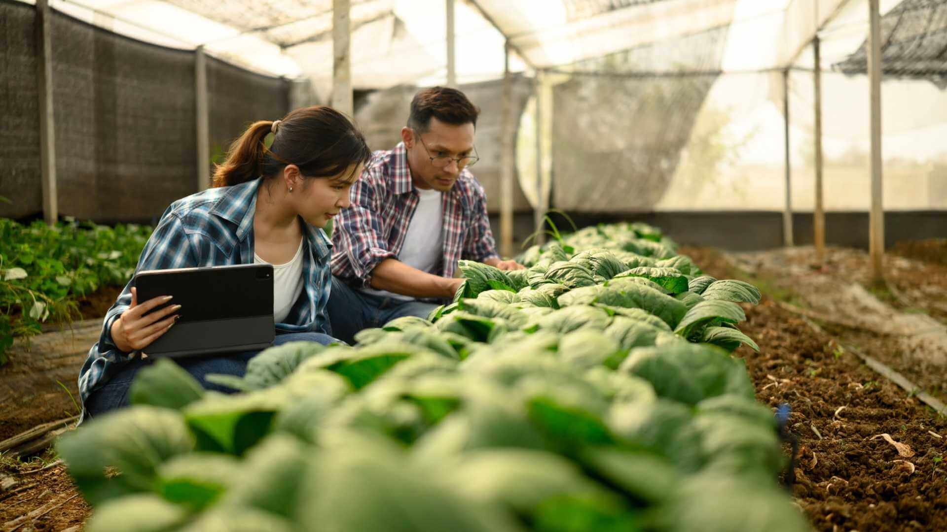 Serre intelligenti: luce e tecnologia per il futuro dell’agricoltura