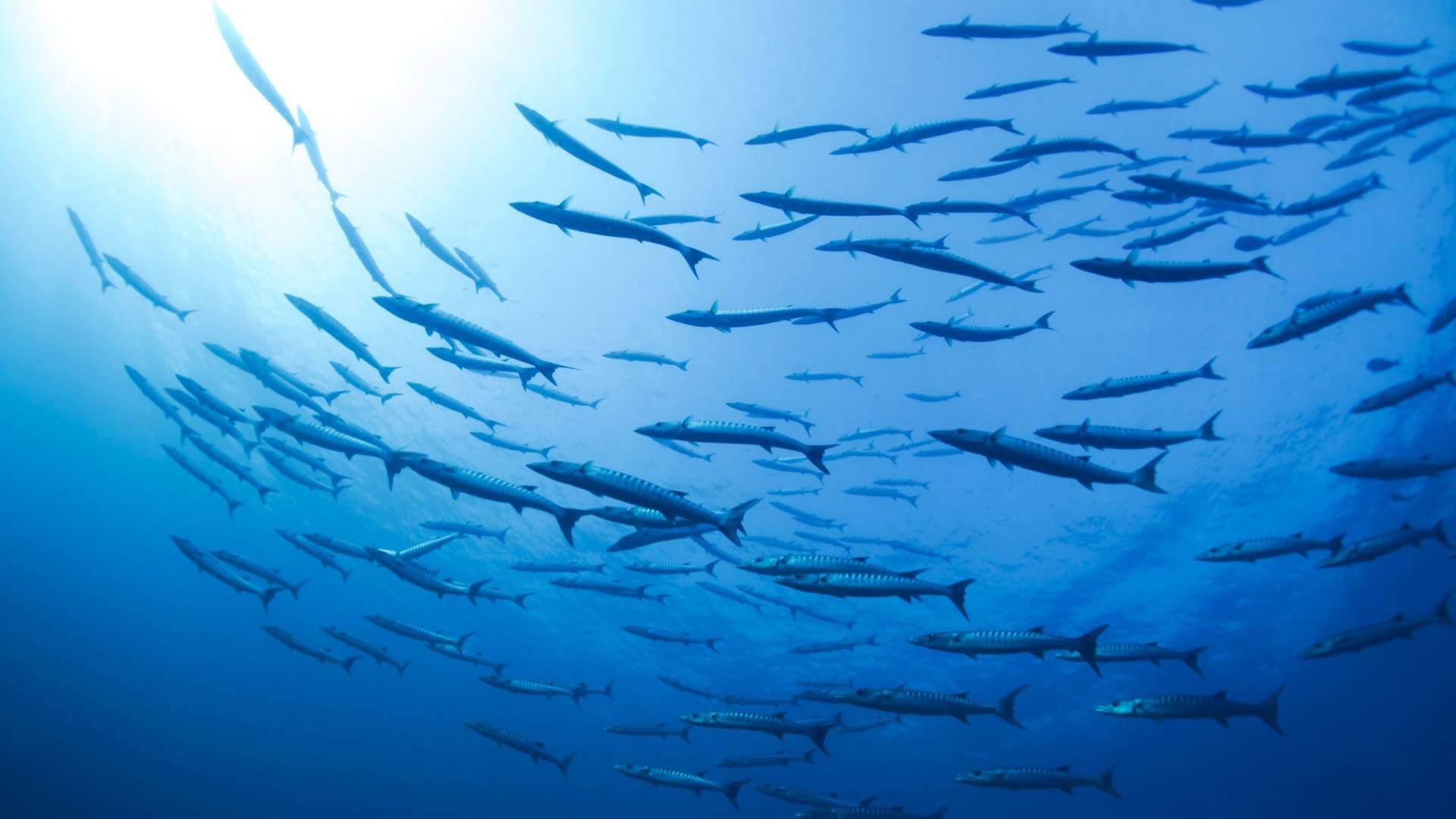 tracciabilità alimentare