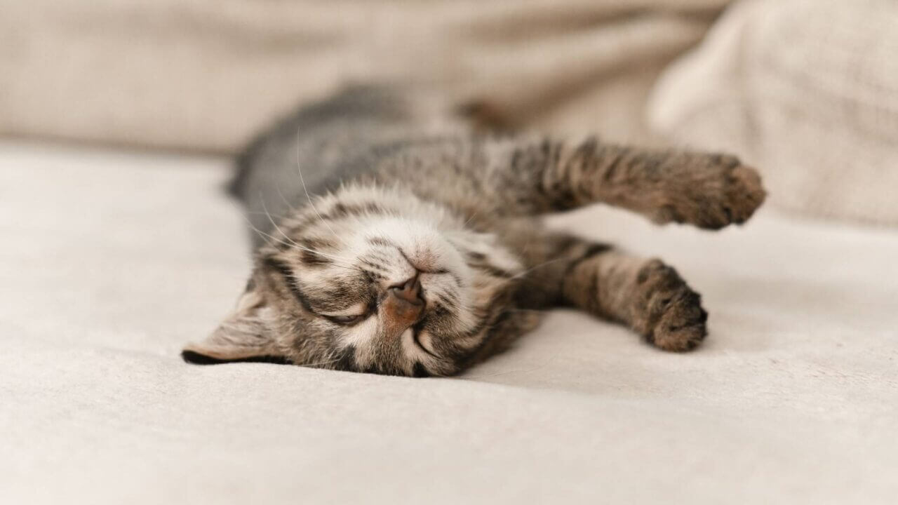 spese mediche veterinarie