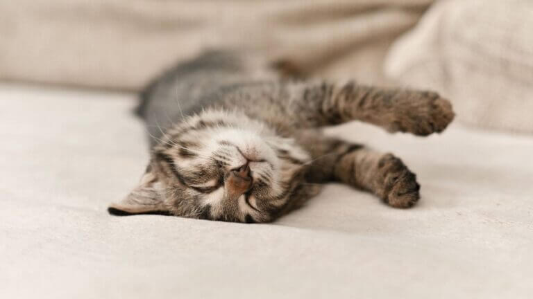 spese mediche veterinarie