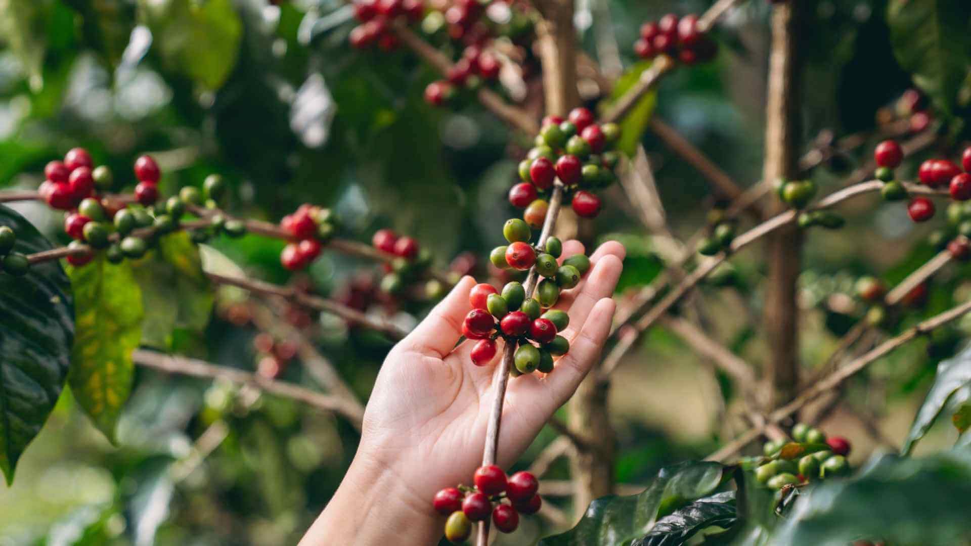 Illy Caffè investe in una Data&AI platform