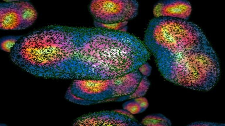 Smallpox,Virus,Under,The,Microscope.,There,Are,Many,Types,Of