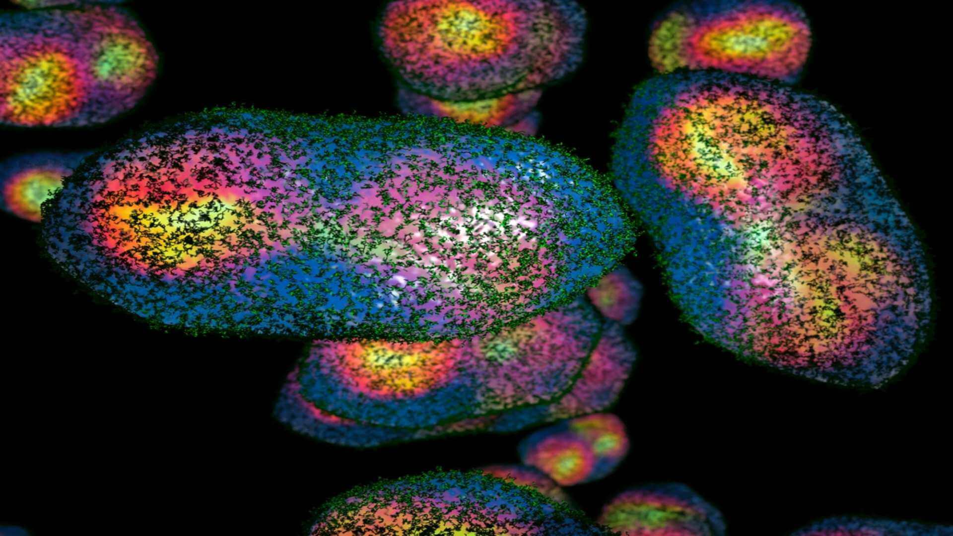 Smallpox,Virus,Under,The,Microscope.,There,Are,Many,Types,Of