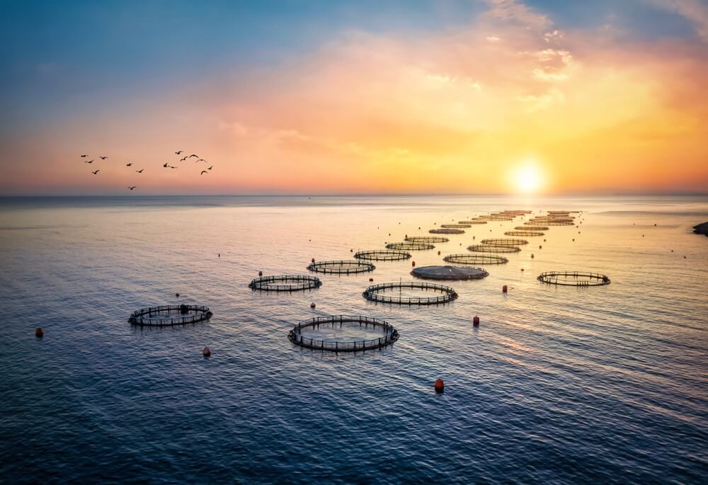 High,Angle,Aerial,View,Of,A,A,Fish,Farm,Off
